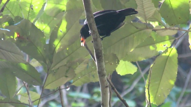 Yellow-billed Cacique - ML200935071