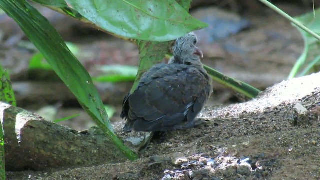 Ruddy Quail-Dove - ML200935081