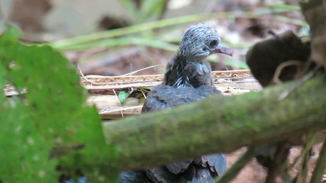 Ruddy Quail-Dove - ML200935091