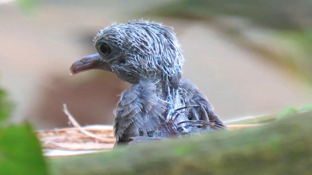 Ruddy Quail-Dove - ML200935101