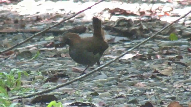 Black-faced Antthrush (Central American) - ML200935121