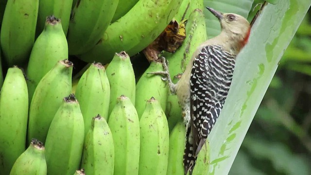 Red-crowned Woodpecker - ML200935201