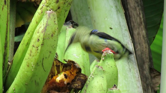 Red-legged Honeycreeper - ML200935261