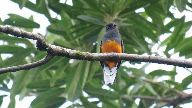 White-tailed Trogon - ML200935301