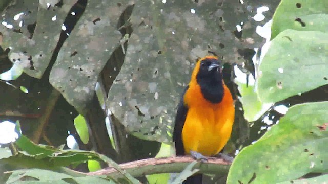 Yellow-backed Oriole - ML200935311