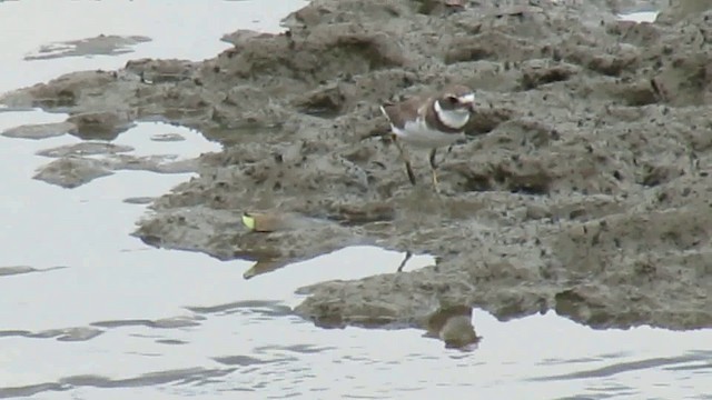 Semipalmated Plover - ML200935321
