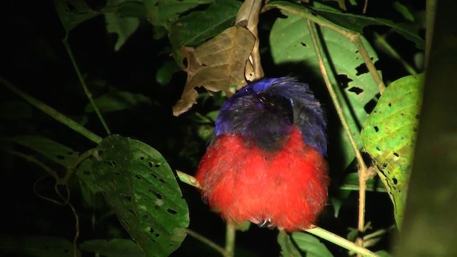 Black-crowned Pitta - ML200935381