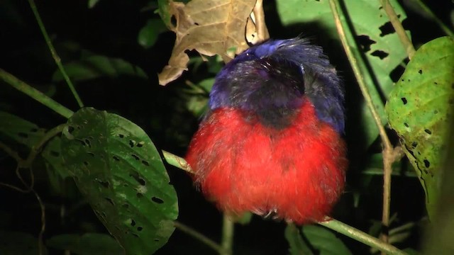 Black-crowned Pitta - ML200935391