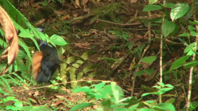 Bornean Crested Fireback - ML200935431