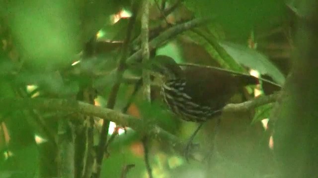 Bornean Wren-Babbler - ML200935441