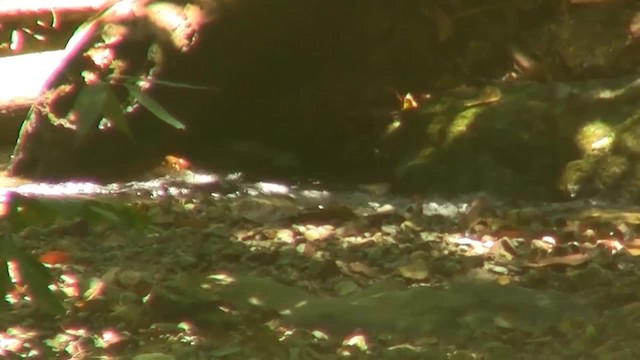 Chestnut-naped Forktail - ML200935491