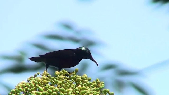 Van Hasselt's Sunbird - ML200935501