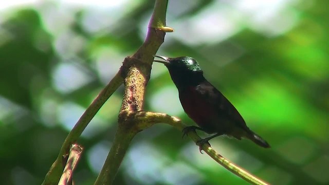 Van Hasselt's Sunbird - ML200935511