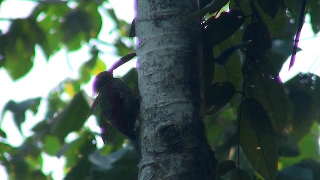 Crimson-winged Woodpecker - ML200935561