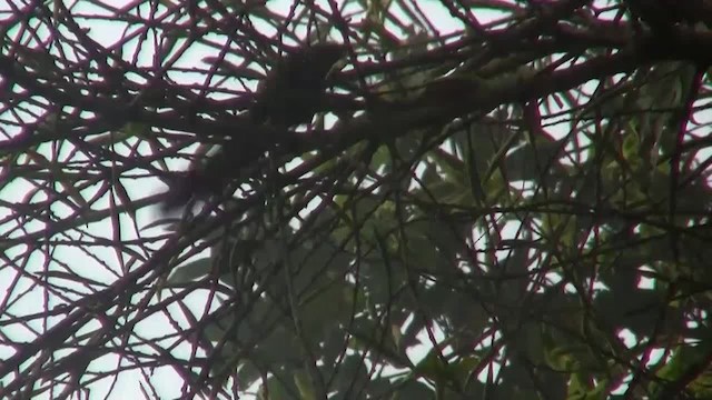 Red-billed Malkoha - ML200935761