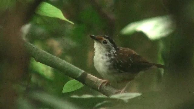 Striped Wren-Babbler - ML200935791