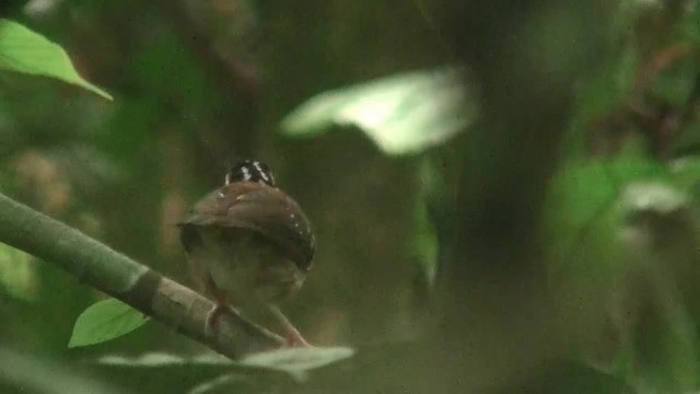 Striped Wren-Babbler - ML200935801