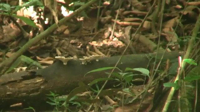 White-crowned Forktail (Malaysian) - ML200935841