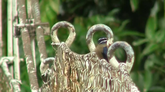 Whiskered Treeswift - ML200935891