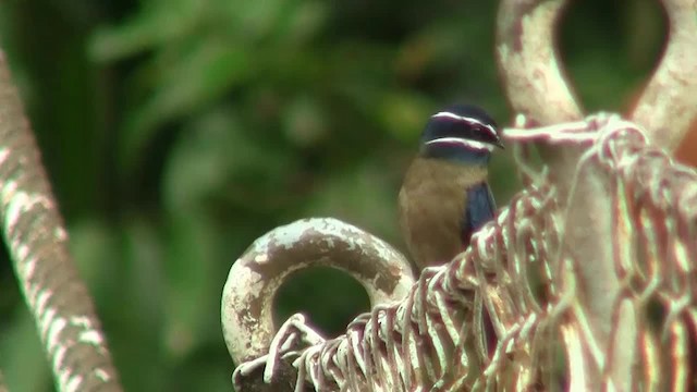 Whiskered Treeswift - ML200935901