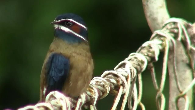 Whiskered Treeswift - ML200935911