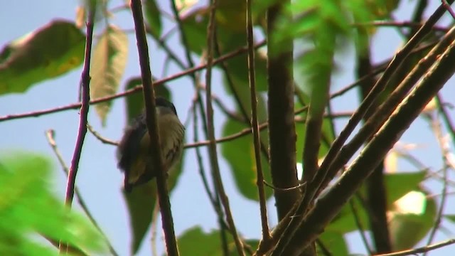 Black-sided Flowerpecker - ML200935971