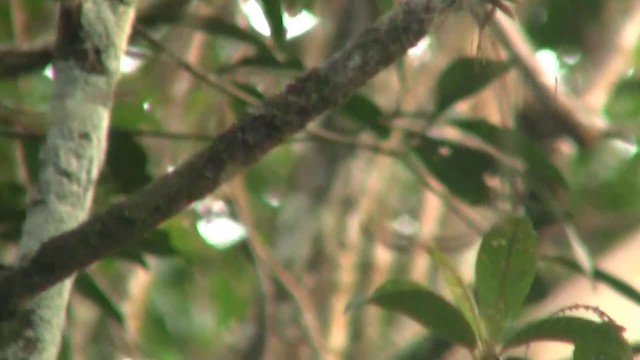 Vireo Alcaudón Cejiblanco (grupo aeralatus) - ML200935981