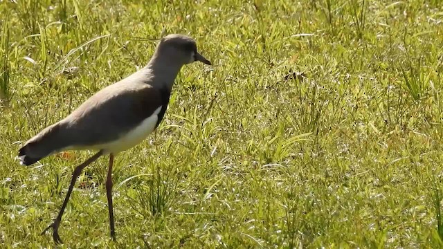 Southern Lapwing (lampronotus) - ML200936091