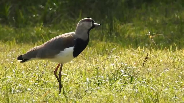 Southern Lapwing (lampronotus) - ML200936101