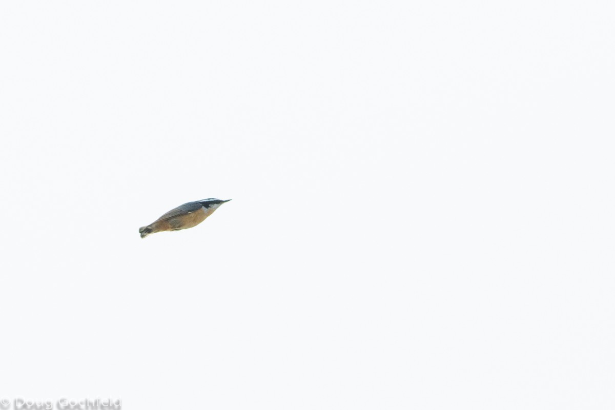 Red-breasted Nuthatch - Doug Gochfeld