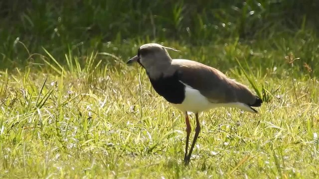 Southern Lapwing (lampronotus) - ML200936111