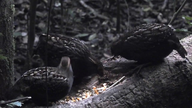 Spot-winged Wood-Quail - ML200936171