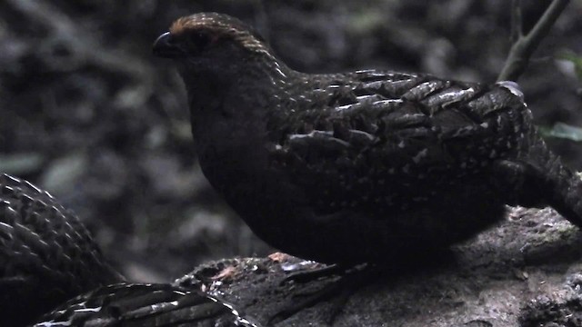 Spot-winged Wood-Quail - ML200936181