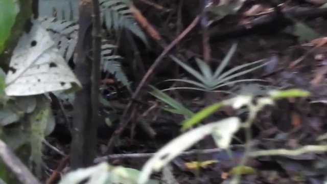 Squamate Antbird - ML200936191