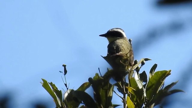 Three-striped Flycatcher - ML200936231