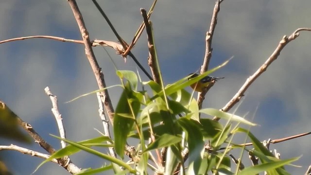 Parula Pitiayumí (grupo pitiayumi) - ML200936241