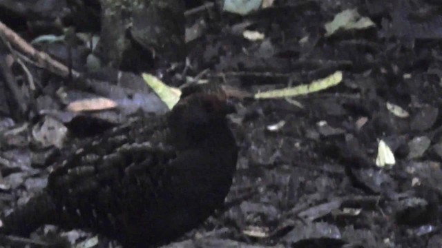 Spot-winged Wood-Quail - ML200936251