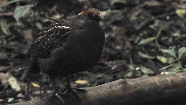 Spot-winged Wood-Quail - ML200936261