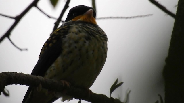 Swallow-tailed Cotinga (Swallow-tailed) - ML200936271