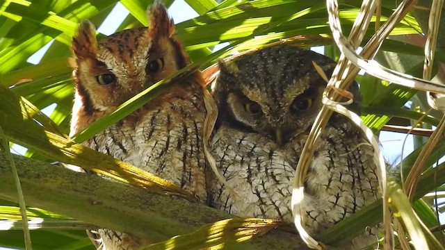 Tropical Screech-Owl - ML200936291