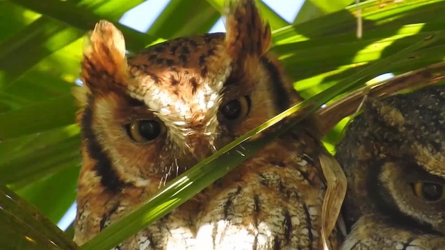 Tropical Screech-Owl - ML200936301