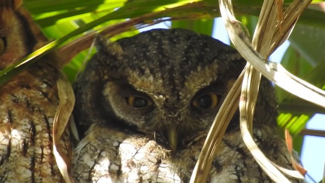 Tropical Screech-Owl - ML200936311