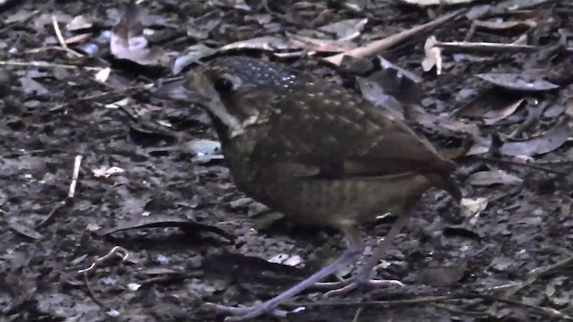 Variegated Antpitta - ML200936321