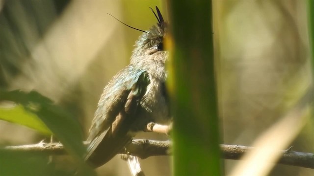 kolibřík paraguayský - ML200936341