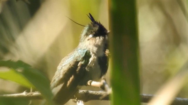 kolibřík paraguayský - ML200936351