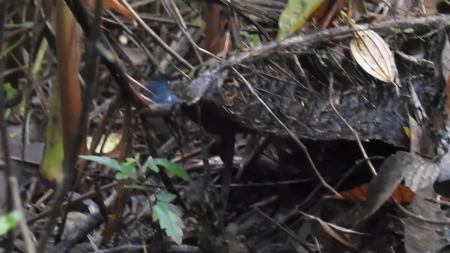 Weißbrusttapaculo - ML200936381