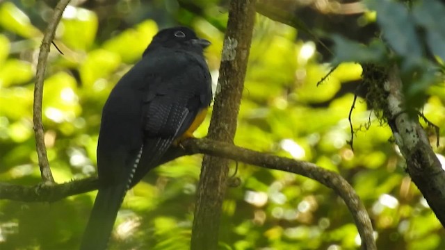 Green-backed Trogon - ML200936401