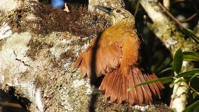 White-throated Woodcreeper - ML200936431