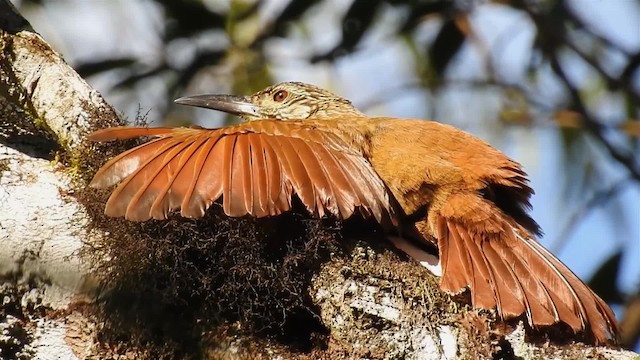 White-throated Woodcreeper - ML200936441