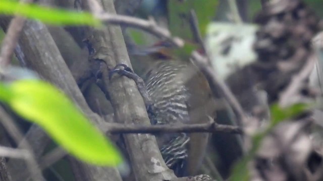 White-browed Woodpecker - ML200936451